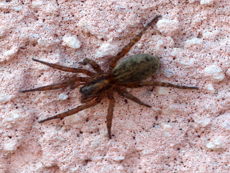 Trochosa sp.